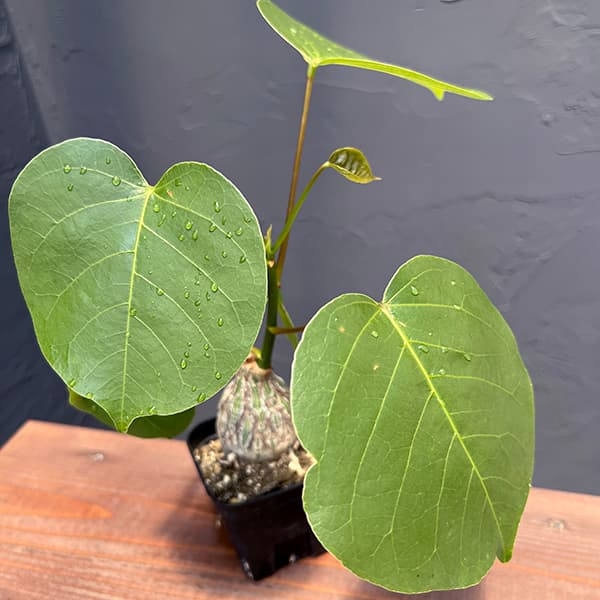 観葉植物 プセウドボンバックス エリプチクム(...の詳細画像5