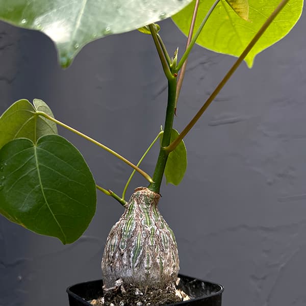 観葉植物 プセウドボンバックス エリプチクム（実生4年株） 3号