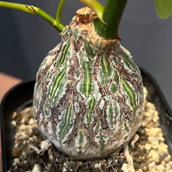 観葉植物 プセウドボンバックス エリプチクム（実生4年株） 3号
