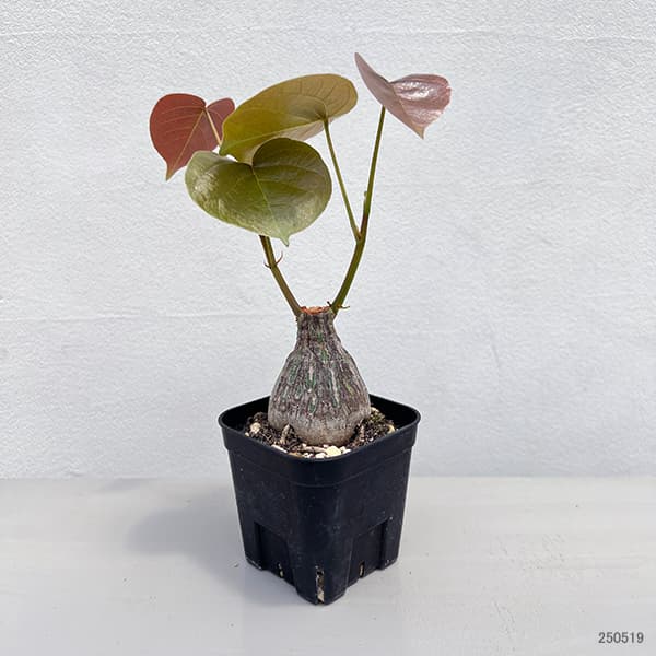 観葉植物 プセウドボンバックス エリプチクム（実生4年株） 3号