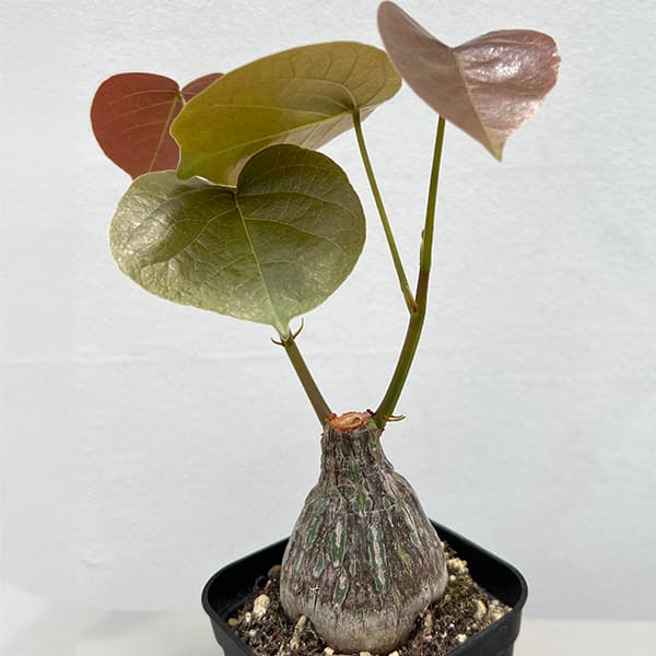 ボンバックス 植物のおすすめ人気商品一覧 通販 - Yahoo!ショッピング