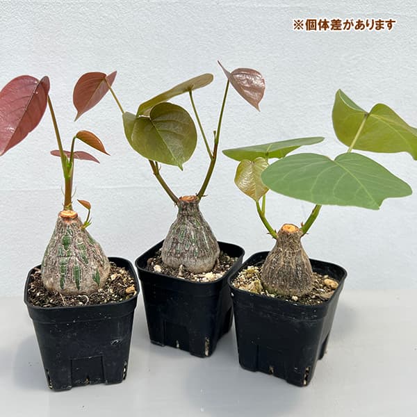 観葉植物 プセウドボンバックス エリプチクム（実生4年株） 3号