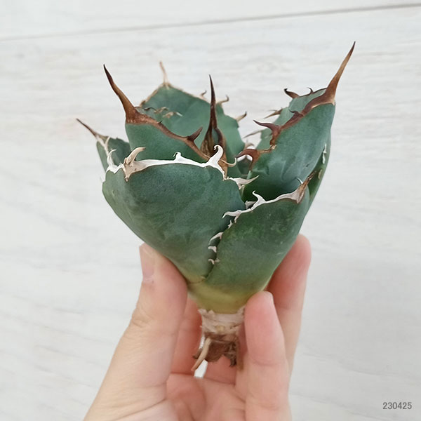 観葉植物 棚卸セール アガベ チタノタ5号鉢植え（23-11） : 園芸ネット