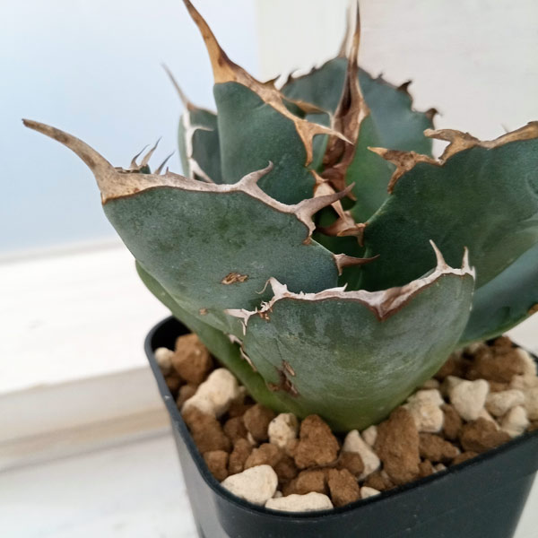 観葉植物 アガベ チタノタ5号鉢植え（23-11） : 園芸ネット - 通販
