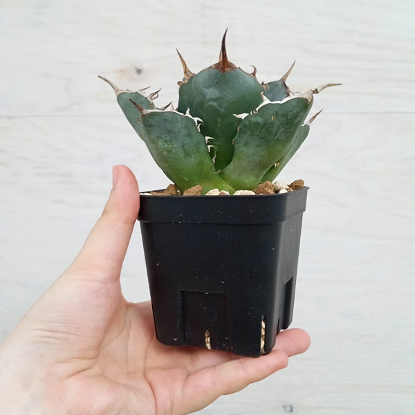 観葉植物 アガベ チタノタ5号鉢植え（23-11） : 園芸ネット - 通販