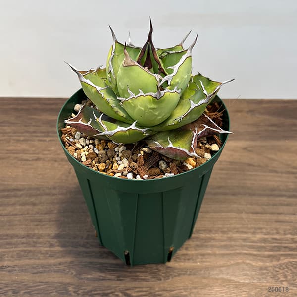 観葉植物 棚卸セール アガベ チタノタ5号鉢植え（23-11） : 園芸ネット