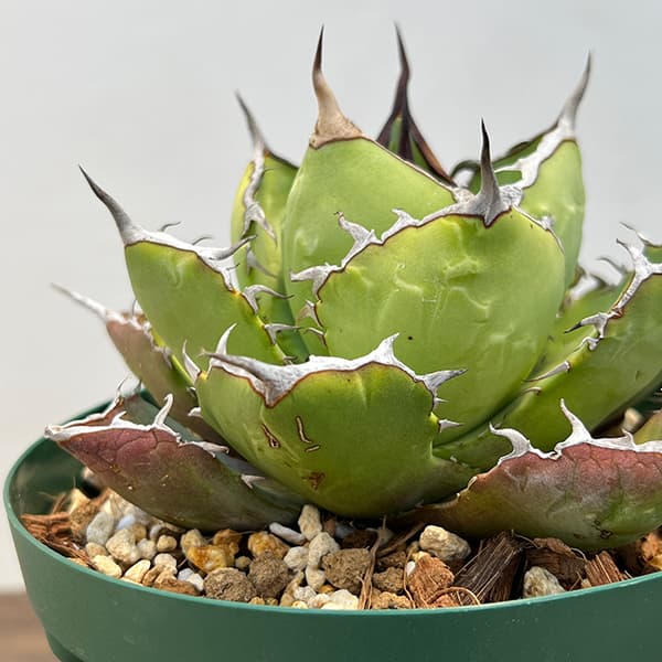 観葉植物 アガベ チタノタ5号鉢植え（23-11） : 園芸ネット - 通販