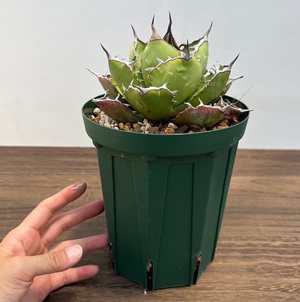 観葉植物 アガベ チタノタ5号鉢植え（23-11） : 園芸ネット - 通販