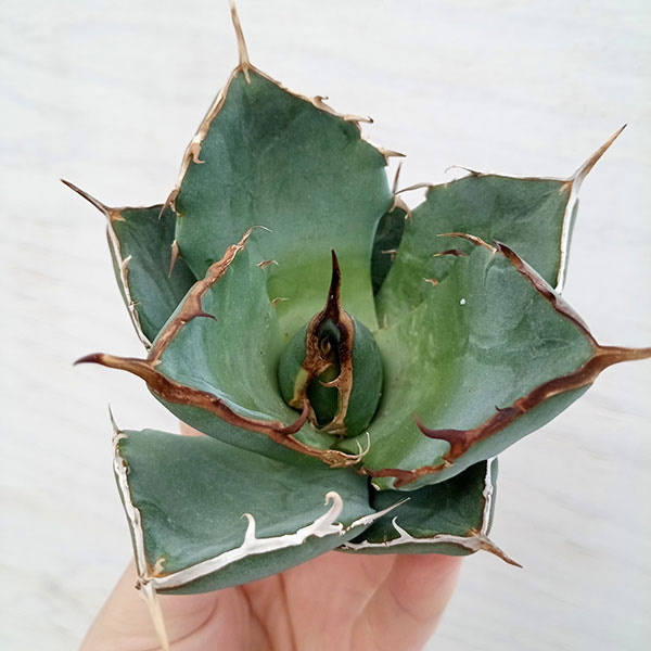 観葉植物 棚卸セール アガベ チタノタ5号鉢植え（23-11） : 園芸ネット