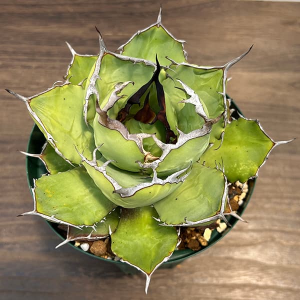 アガベ チタノタのおすすめ人気商品一覧 通販 - Yahoo!ショッピング