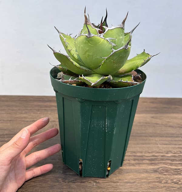 アガベ チタノタのおすすめ人気商品一覧 通販 - Yahoo!ショッピング