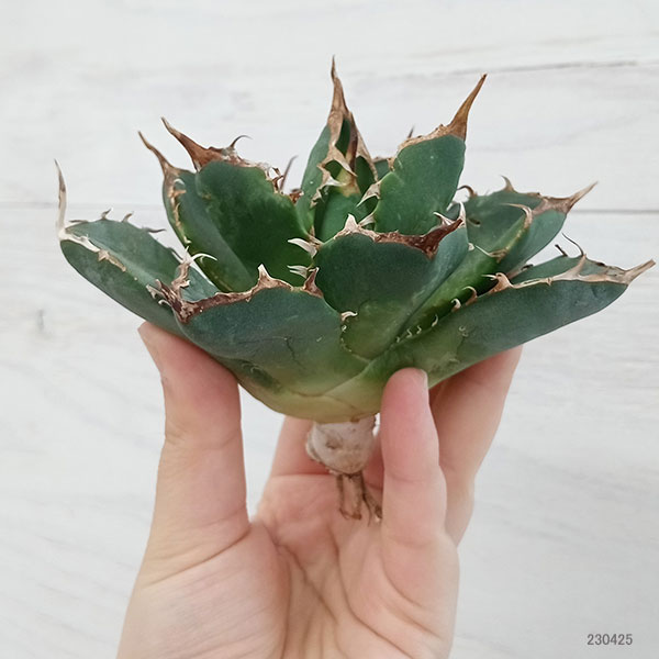 観葉植物 アガベ チタノタ 4号鉢植え（23-17） : 園芸ネット - 通販