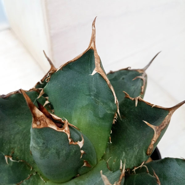 観葉植物 アガベ チタノタ 4号鉢植え（23-17） : 園芸ネット - 通販