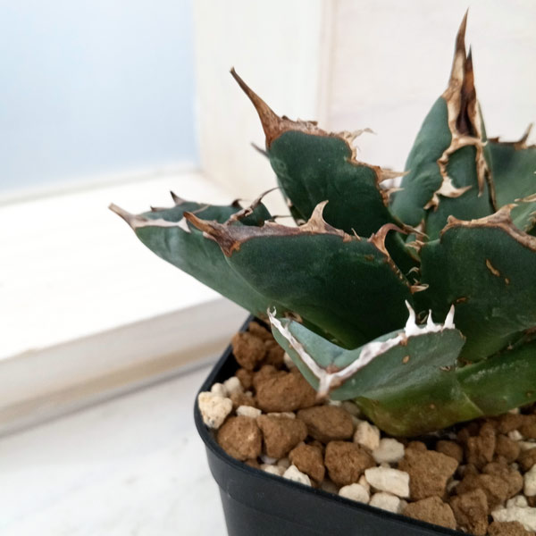 観葉植物 アガベ チタノタ 4号鉢植え（23-17） : 園芸ネット - 通販