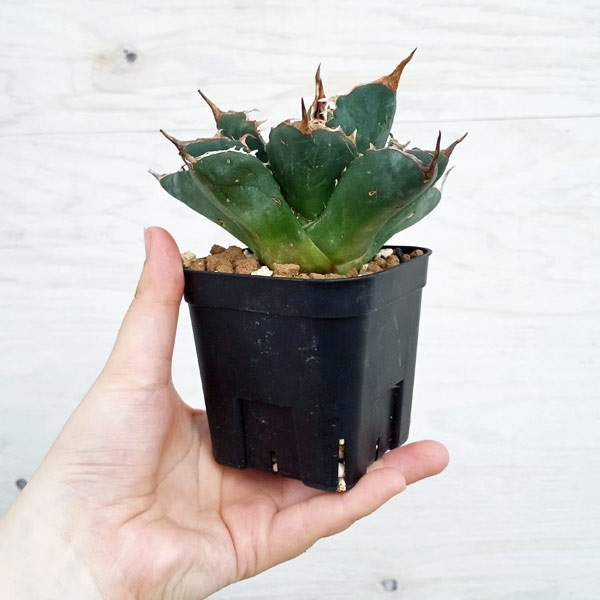 観葉植物 アガベ チタノタ 4号鉢植え（23-17） : 園芸ネット - 通販