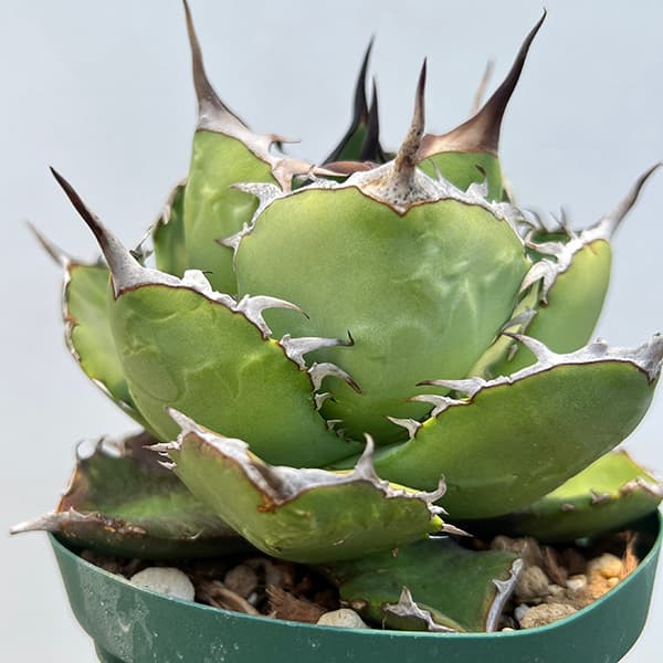 観葉植物 アガベ チタノタ 4号鉢植え（23-17） : 園芸ネット - 通販