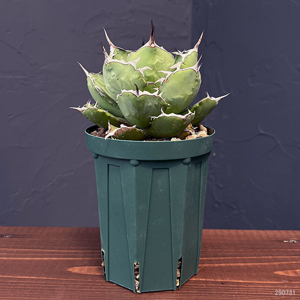 観葉植物 アガベ チタノタ4号鉢植え(23-18)の詳細画像1