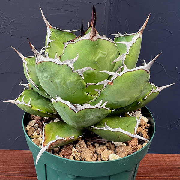 観葉植物 アガベ チタノタ4号鉢植え(23-18)の詳細画像2