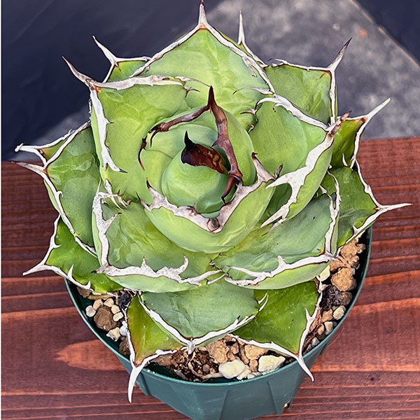 アガベのおすすめ人気商品一覧 通販 - Yahoo!ショッピング