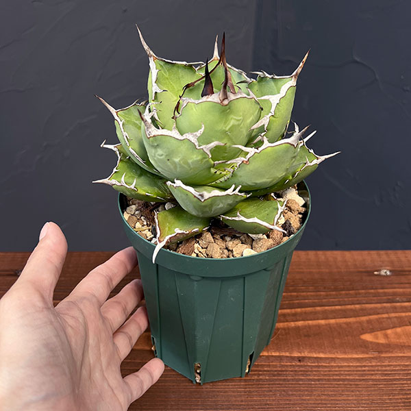 観葉植物 アガベ チタノタ4号鉢植え(23-18)の詳細画像5