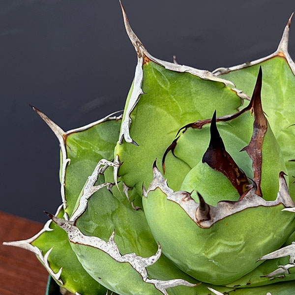 観葉植物 アガベ チタノタ4号鉢植え(23-18)の詳細画像3