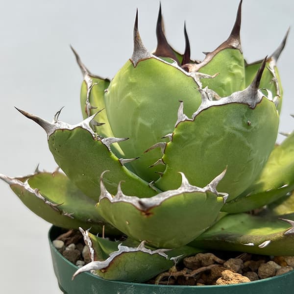 観葉植物/アガベ：チタノタ4号鉢植え（23-19） : 園芸ネット