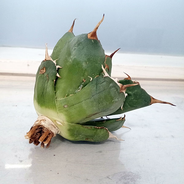 観葉植物 棚卸セール アガベ チタノタ4号鉢植え（23-19） : 園芸ネット