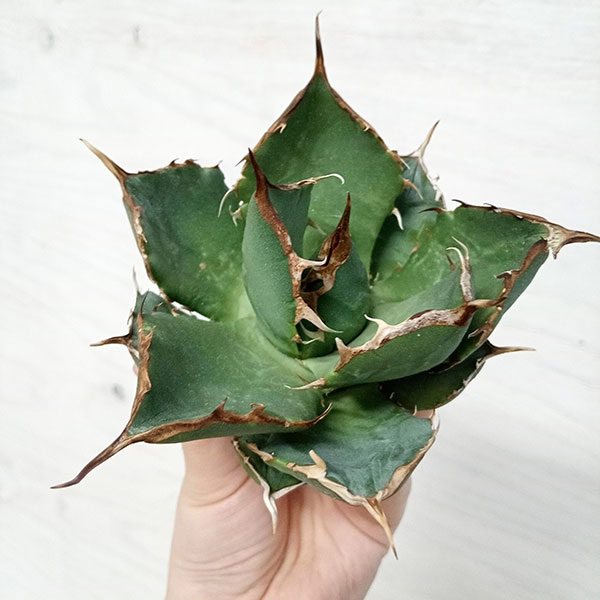 観葉植物 アガベ チタノタ4号鉢植え（23-19） : 園芸ネット - 通販