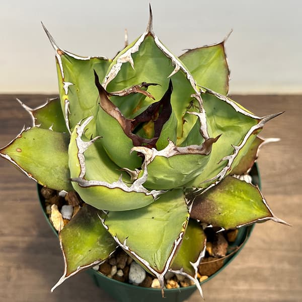 アガベ チタノタのおすすめ人気商品一覧 通販 - Yahoo!ショッピング