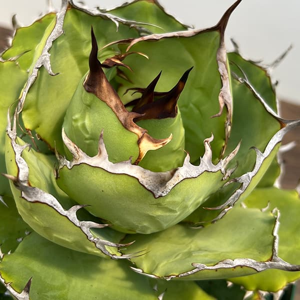 アガベのおすすめ人気商品一覧 通販 - Yahoo!ショッピング