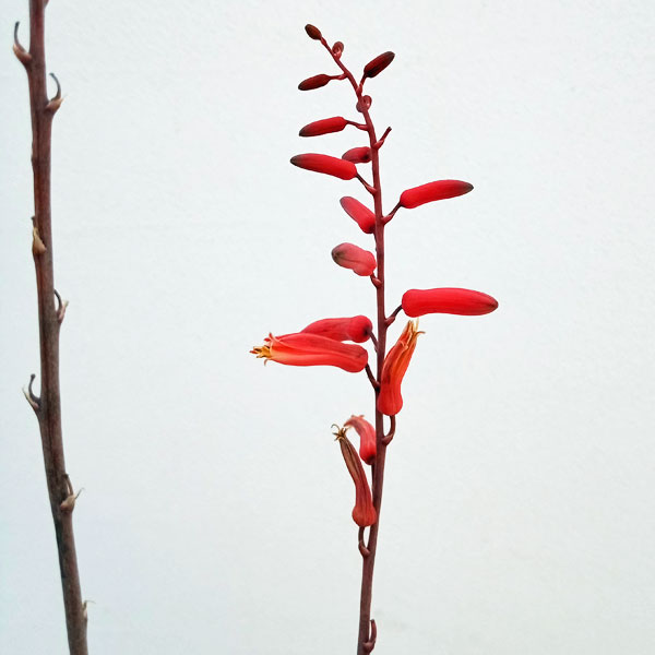 観葉植物/アロエ：アメジスト 5号鉢 :219090:園芸ネット 通販 