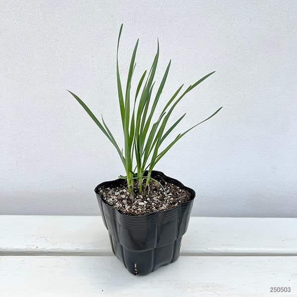 アリウム（花の苗）｜苗 | 花、ガーデニング のおすすめ人気商品一覧