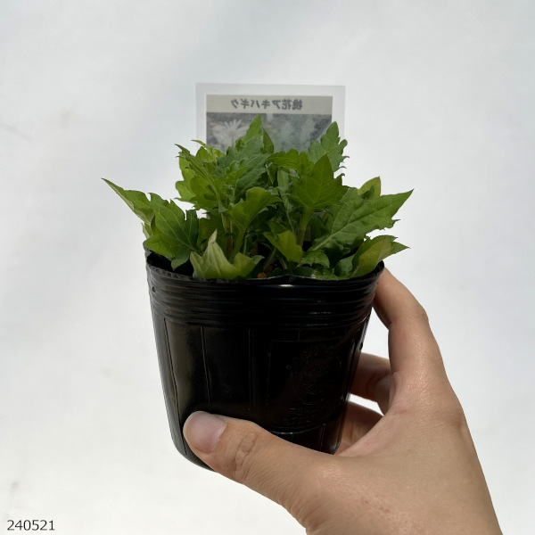 山野草の苗 キク 桃花アキバギク3号ポットの詳細画像5