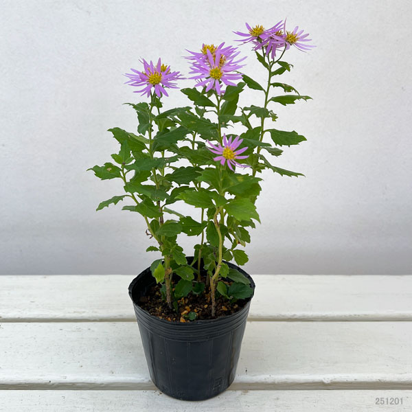 山野草の苗 キク 桃花アキバギク3号ポットの詳細画像1