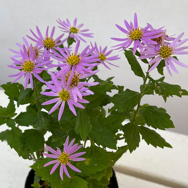 山野草の苗 キク 桃花アキバギク3号ポットの詳細画像2