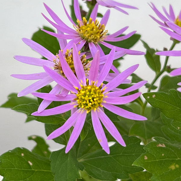 山野草の苗 キク 桃花アキバギク3号ポットの詳細画像3