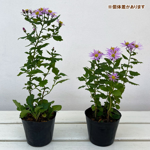 山野草の苗 キク 桃花アキバギク3号ポットの詳細画像4