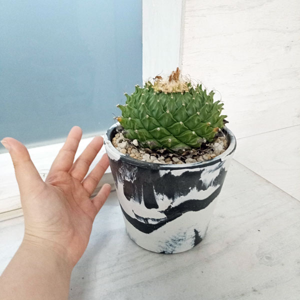観葉植物 棚卸セール サボテン オブレゴニア・デネグリイ（帝冠）4.5号