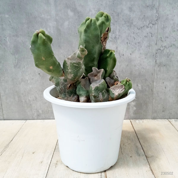 観葉植物 サボテン ロホセレウス(福禄寿)ブラ...の詳細画像1