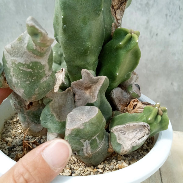 観葉植物 サボテン ロホセレウス(福禄寿)ブラ...の詳細画像2
