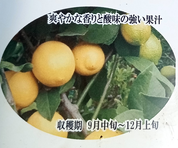 果樹の苗/レモン：ラフレモン3号ポット｜engei｜04