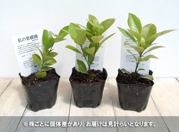 果樹の苗 レモン スイートレモネード3号ポットの詳細画像2