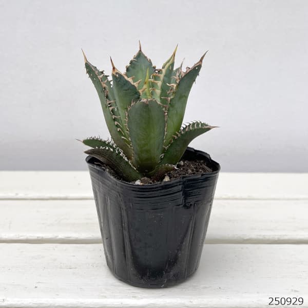 アガベのおすすめ人気商品一覧 通販 - Yahoo!ショッピング