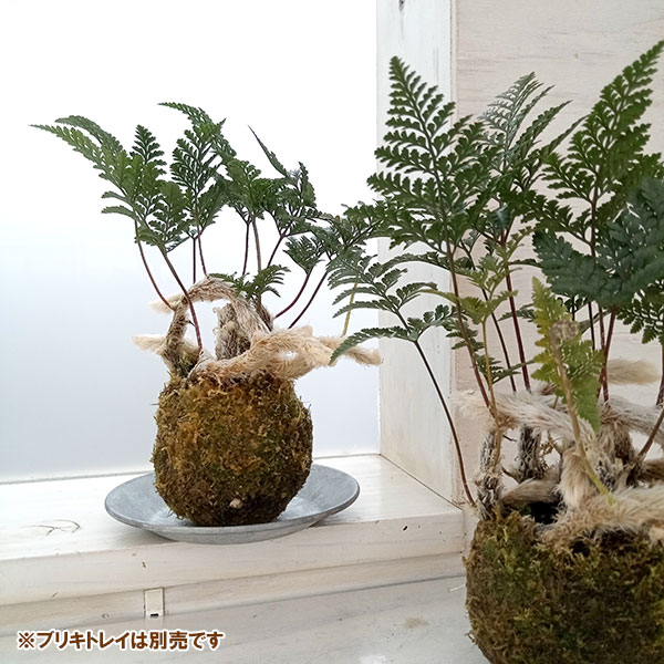 山野草の苗 トキワシノブの苔玉 - 花