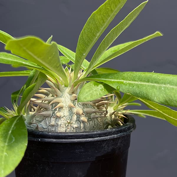 パキポディウム 実生のおすすめ人気商品一覧 通販 - Yahoo!ショッピング