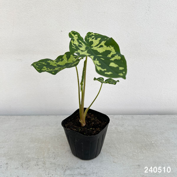 観葉植物/カラジュウム：ヒロビューティー　3号ポット｜engei｜02