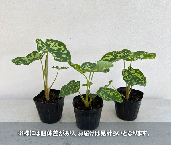 観葉植物/カラジュウム：ヒロビューティー　3号ポット｜engei｜05