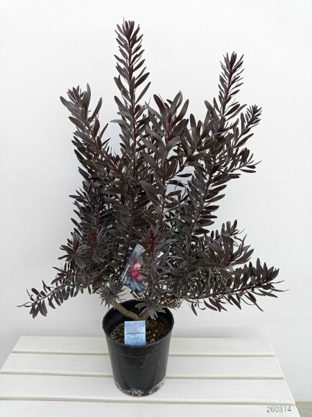 花木 庭木の苗 リューカデンドロン デュリフ（黒リューカ） 7号鉢植え