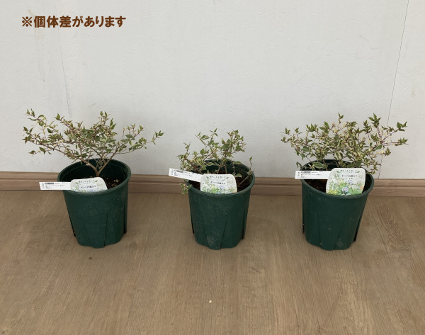 花木 庭木の苗/マートル（ギンバイカ・銀梅花）：斑入り 6号ポット｜engei｜02