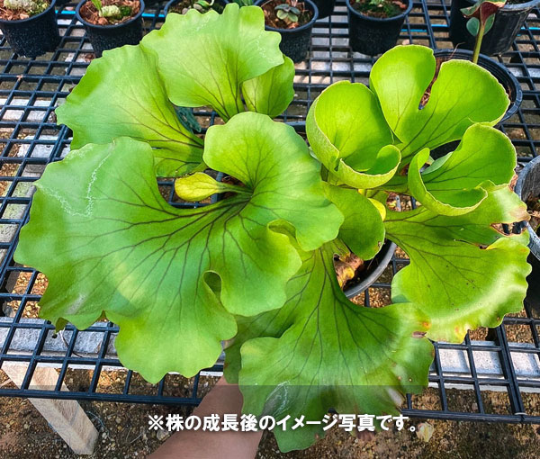 観葉植物/ビカクシダ（コウモリラン）：リドレイワイルドリーフ 5号 ザ